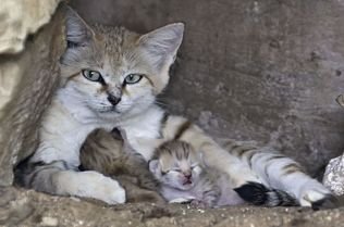 Kelahiran Kucing Gurun